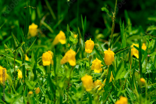 yellow flowers on the lawn