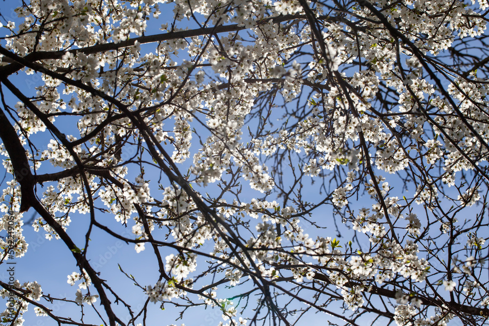 blooming fruit trees in the spring season blooming fruit trees in the spring season