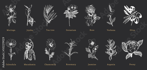 Officinalis plants sketches in vector, drawn set.