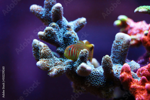 Green Clown Coral Goby - Gobiodon histrio