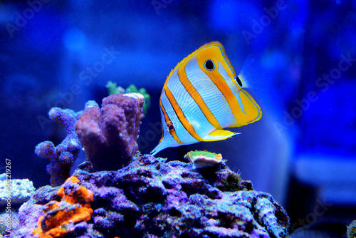 Copperband butterfly fish - Chelmon Rostratus photo