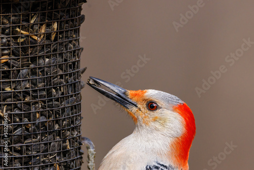 Slika na platnu Close up of a Red-bellied woodpecker (Melanerpes carolinus) with a black oiled sunflower seed in its beak from a feeder during spring