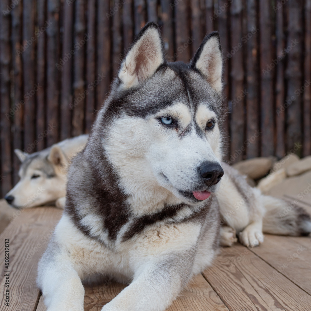 Two beautiful husky dogs are resting in the yard, one in the foreground. Pedigreed dogs