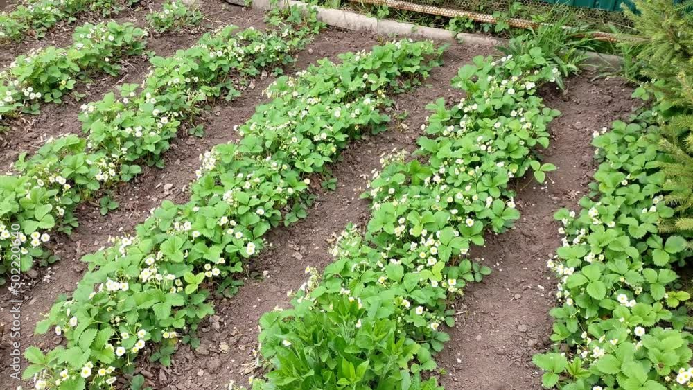Beds of young strawberries in the spring in the garden Beds of young strawberries in the spring in the garden