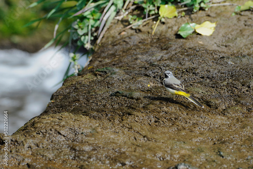 Grey Wagtail on rocks next to flowing stream
