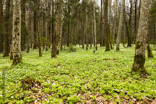 Green forest with many white wild flowers in springtime
