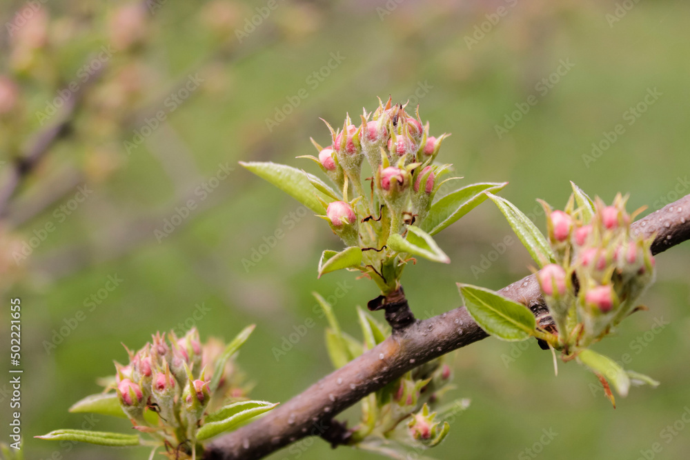 Close-up of red unopened buds of apple tree flowers on a tree with a green blurred background. Close-up of red unopened buds of apple tree flowers on a tree with a green blurred background.