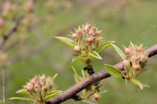  Close-up of red unopened buds of apple tree flowers on a tree with a green blurred background.