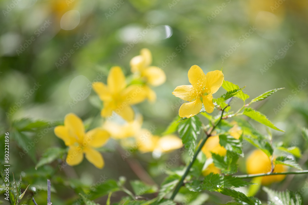 黄色の花 黄色の花