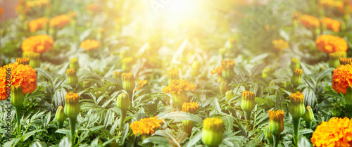 seedlings of marigolds with flowers and buds  banner