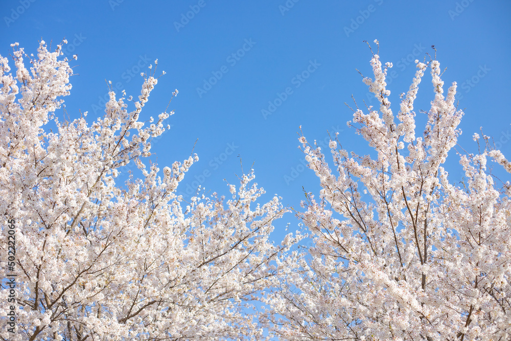 桜と青空
