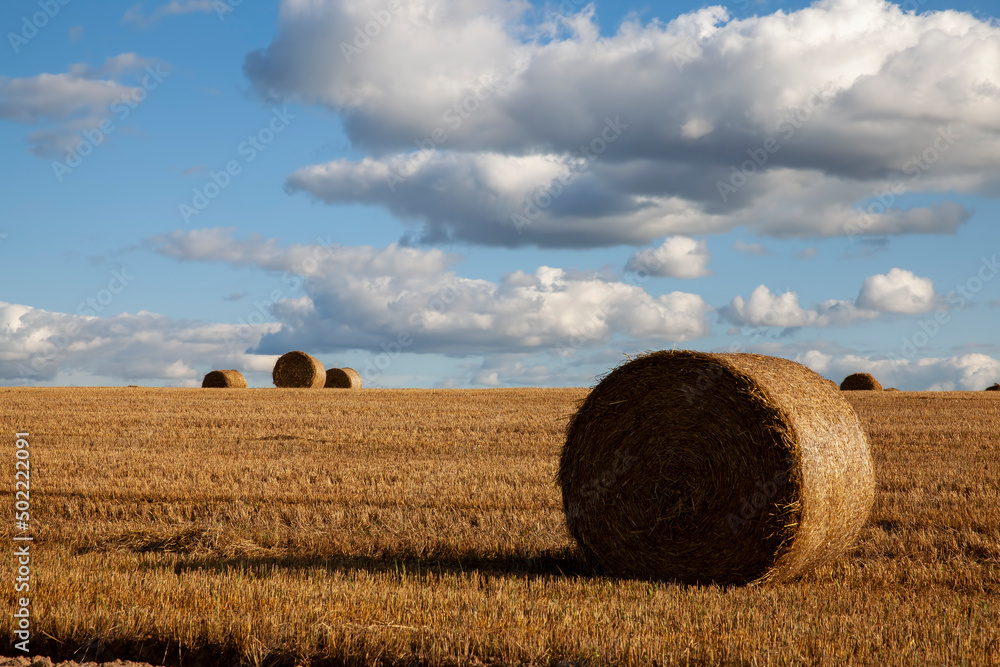 agricultural field with straw stacks after wheat harvest