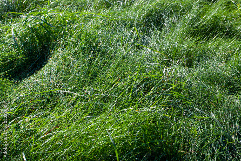 green grass covered with drops of water after rain green grass covered with drops of water after rain