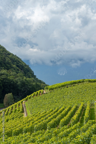 Fototapeta Naklejka Na Ścianę i Meble -  Vineyards near Aigle in canton Vaud, Switzerland