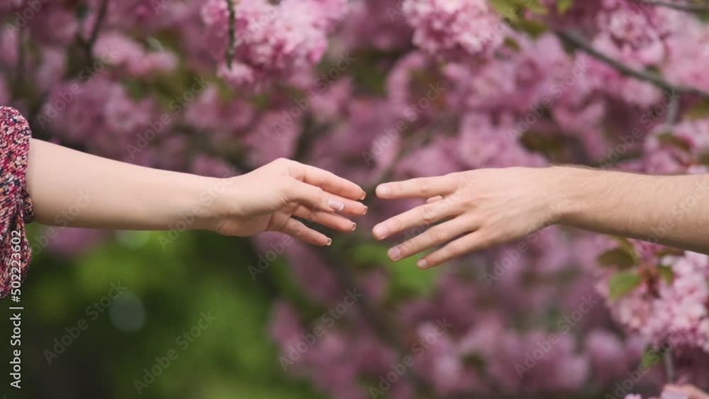 Hands, spring, love, hands. Lovers couple holding hands in a sakura. Young loving couple holding hands. Young couple in love. The man holds the woman's hand. Family relationships Hands, spring, love, hands. Lovers couple holding hands in a sakura. Young loving couple holding hands. Young couple in love. The man holds the woman's hand. Family relationships