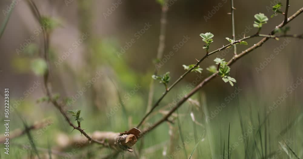 green vegetation and natural life on earth green vegetation and natural life on earth