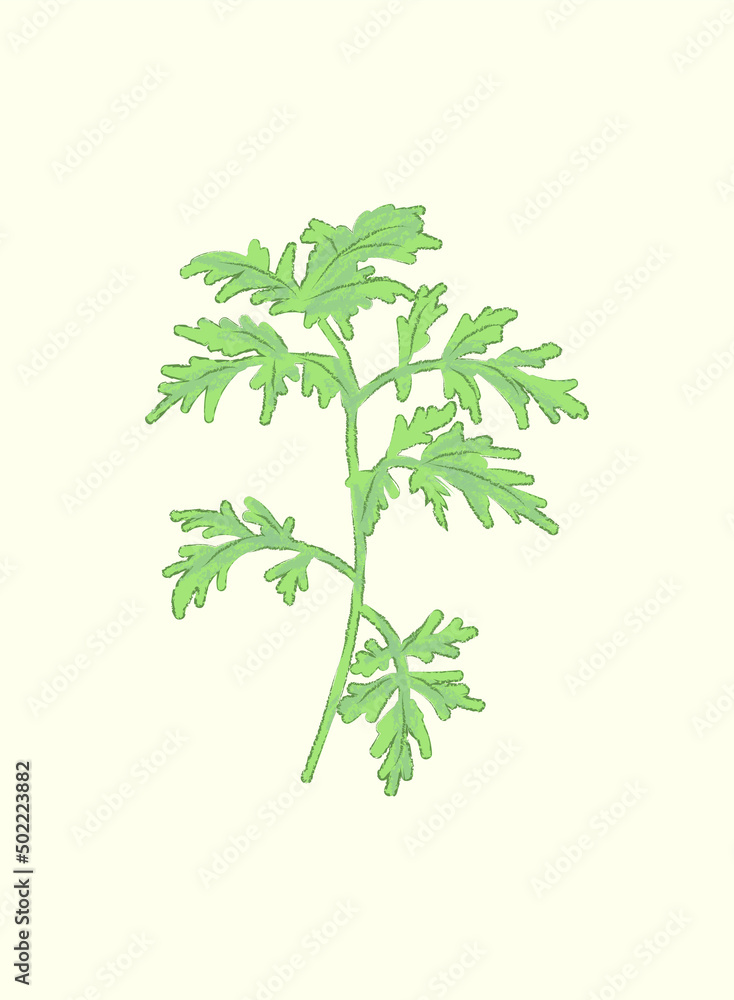 Green Asiatic Wormwood leaf plant in flat vector illustration art design Green Asiatic Wormwood leaf plant in flat vector illustration art design