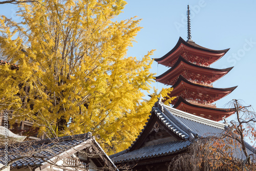 豊国神社（千畳閣）のイチョウと五重の塔　秋の広島県・宮島　Autumn yellow gingko tree and five-storied pagoda at Hokoku Shrine in Miyajima, Hiroshima, Japan photo