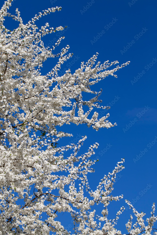 blooming fruit trees in the spring season