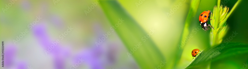three ladaybirds on green herb and leaf in panoramic view three ladaybirds on green herb and leaf in panoramic view
