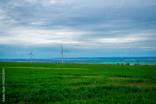 Rural landscape of young green wheat growing in fields at sunset   windmills