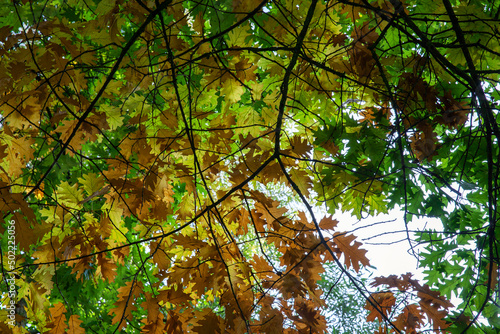 oak foliage turning yellow in autumn during leaf fall