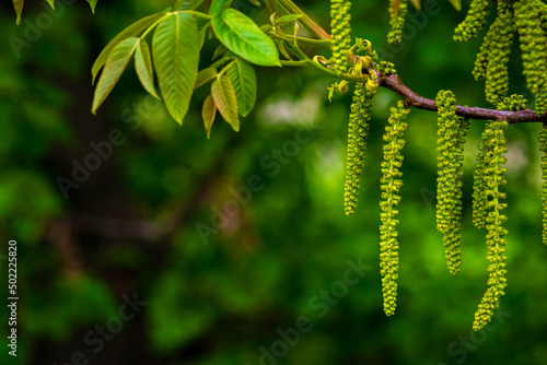 Walnut Juglans regia catkins flowers tree close-up macro detail blossom male spring green plant leaves leaf in garden farm farming agricultural. Bloom walnut, agriculture, copy space for text, 
