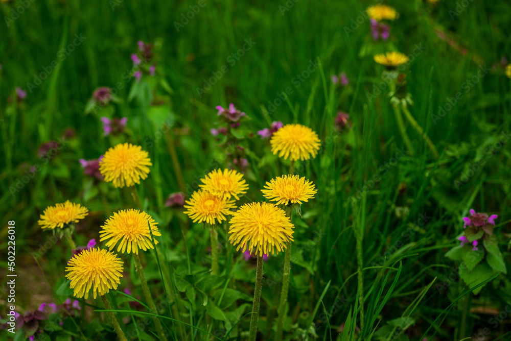 Beautiful flowers of yellow dandelions in nature in warm spring on meadow in sunlight, macro. Dreamy artistic image of beauty of nature.Green field Closeup of yellow spring flowers on the ground Beautiful flowers of yellow dandelions in nature in warm spring on meadow in sunlight, macro. Dreamy artistic image of beauty of nature.Green field Closeup of yellow spring flowers on the ground