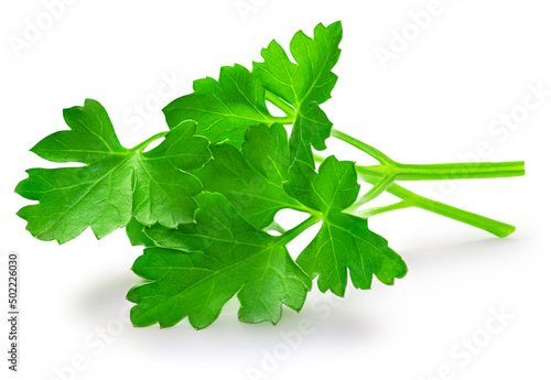 Parsley leaf isolated on white background. Fresh green organic parsley herb top view, flat lay