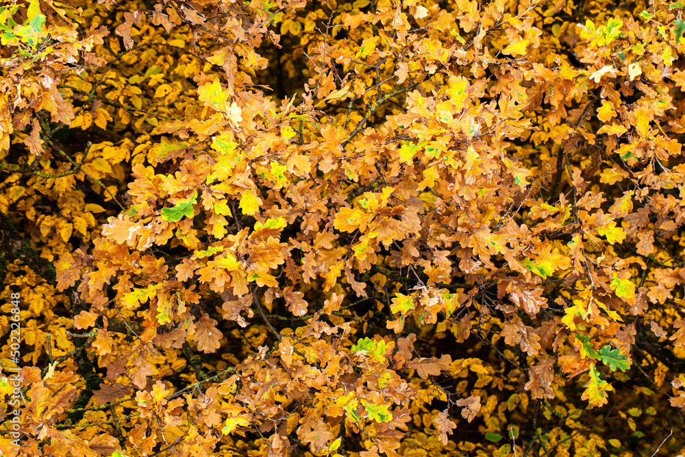 beautiful autumn nature with falling foliage in mid-autumn beautiful autumn nature with falling foliage in mid-autumn