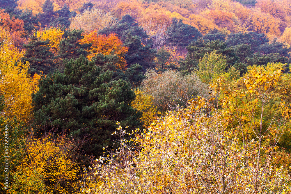 beautiful autumn nature with falling foliage in mid-autumn