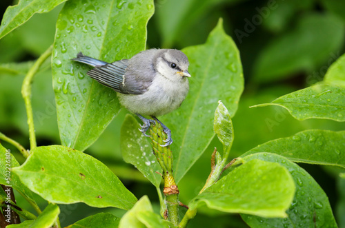 Leinwand Poster Cute blue tit Cyanistes caeruleus fledgling bird clings to leaves of tree