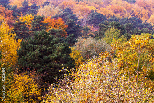 beautiful autumn nature with falling foliage in mid-autumn © rsooll