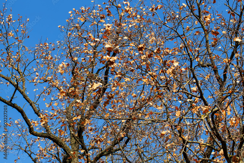 changes in nature during the autumn season changes in nature during the autumn season