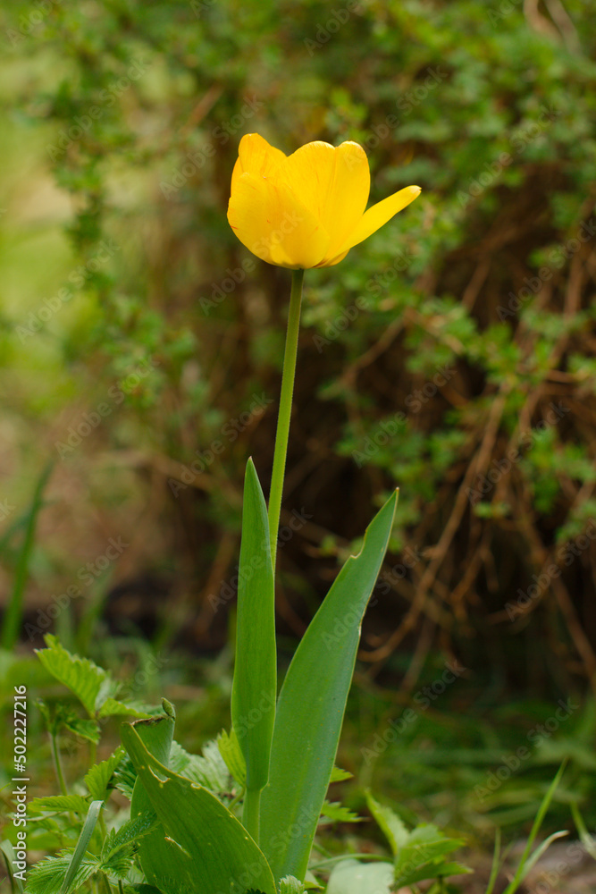 Yellow tulip in the garden against a background of green grass and other green plants. Yellow tulip in the garden against a background of green grass and other green plants.