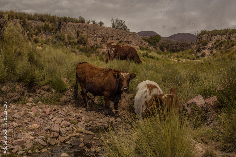 Norte Argentino Iruya  Salta vacas 