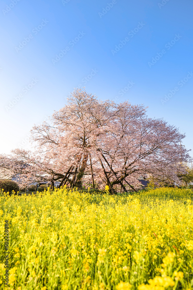 静岡県富士宮市にある狩宿の下馬桜（かりやどのげばざくら）満開の桜と菜の花畑