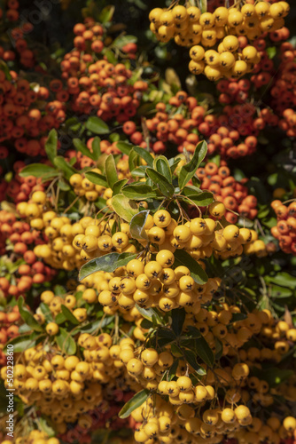 Baies de pyracantha jaunes et oranges en automne