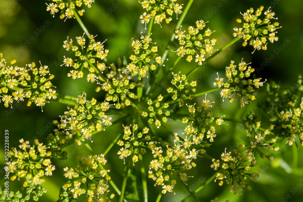 Obraz premium green dill on the field in the summer season