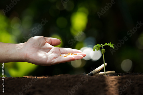 Farmer giving granulated fertilizer to young seedling sprout plants.