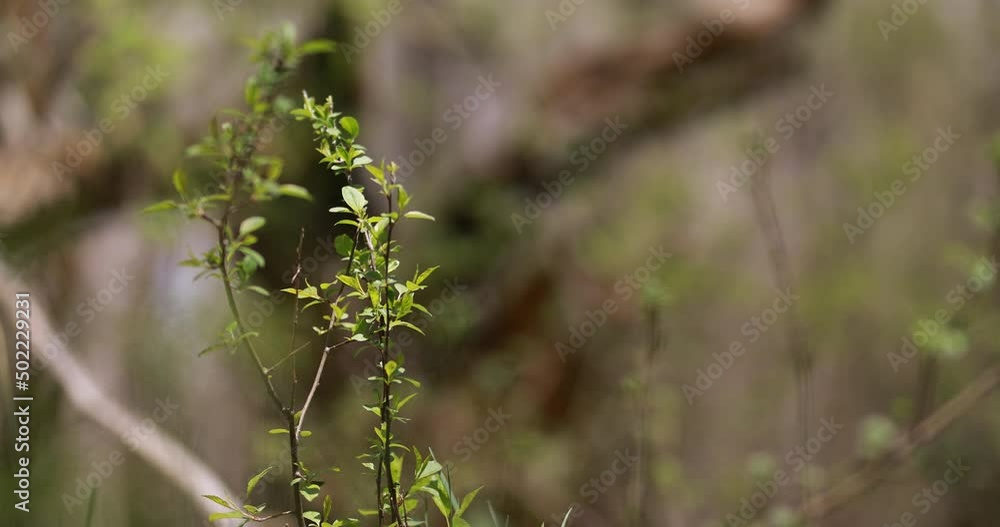 green vegetation and natural life on earth green vegetation and natural life on earth