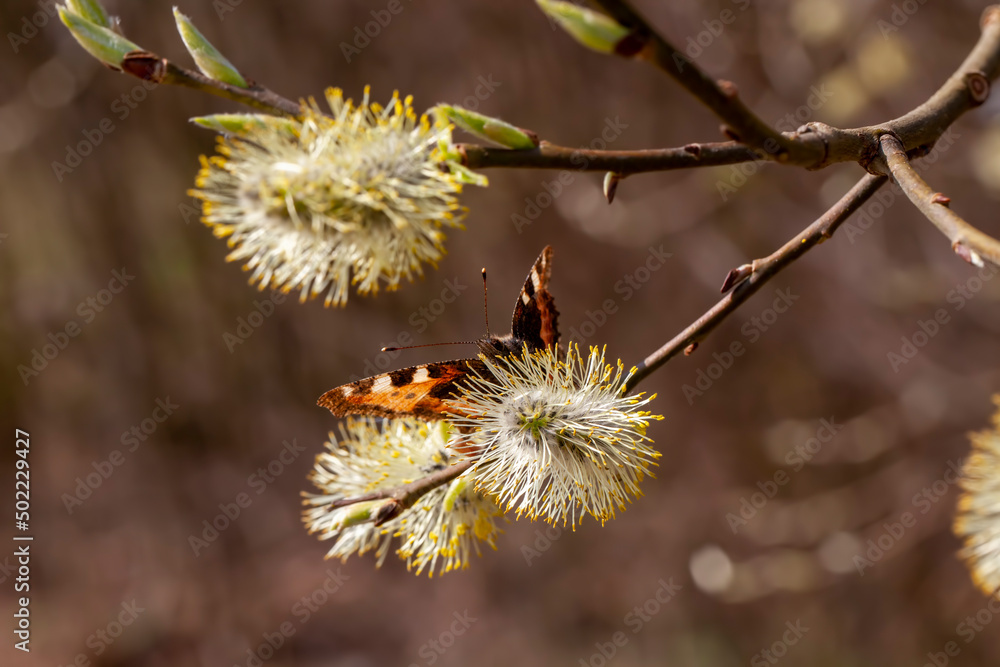a willow tree blooming in the spring season a willow tree blooming in the spring season