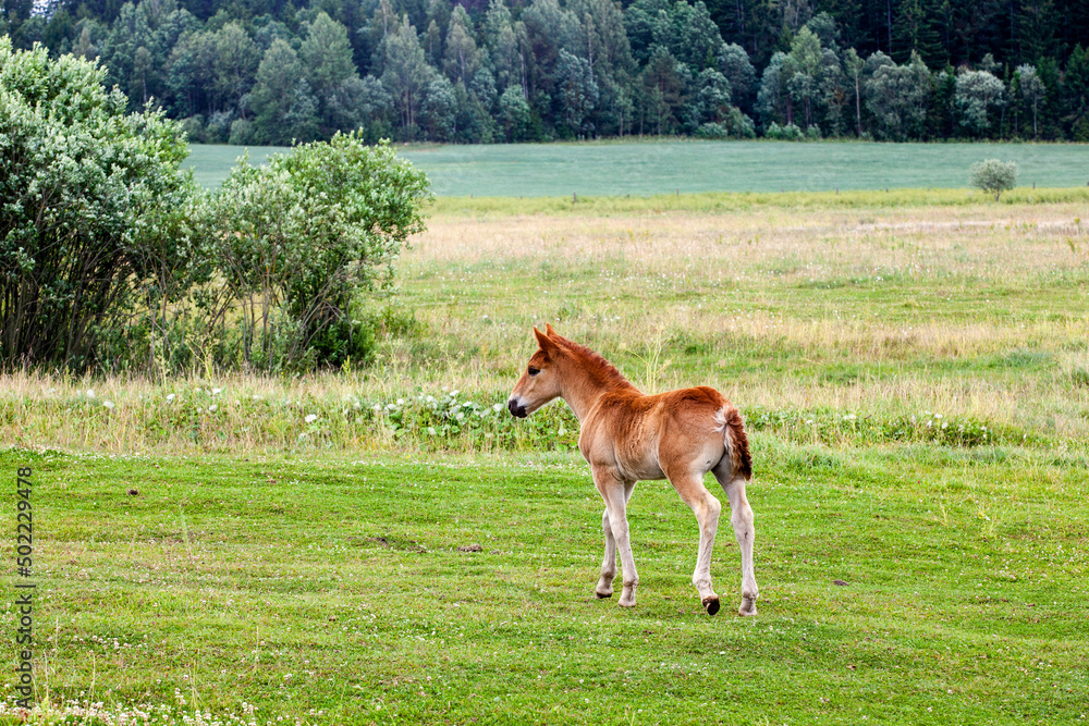 a domestic horse while grazing in a field with green grass a domestic horse while grazing in a field with green grass