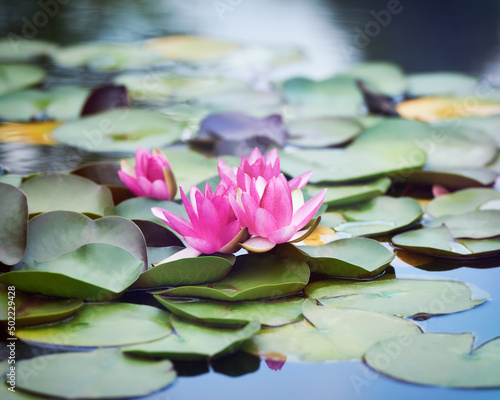 Water lily lotus flower in pond green leaves.