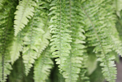 Lush green fern delicate leaves texture