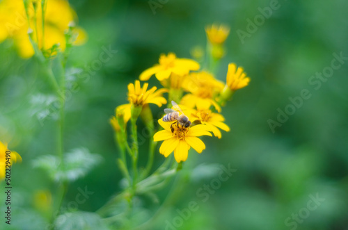 Portrait shot of bee collecting pollen on yellow flower and plants