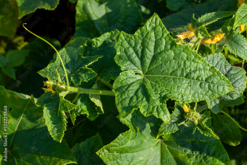 agricultural field where cucumbers are grown agricultural field where cucumbers are grown
