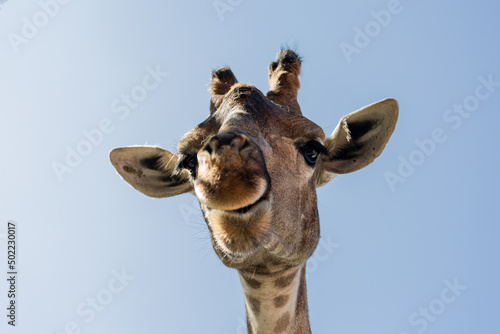 Close portrait of a giraffe head on a blue background.