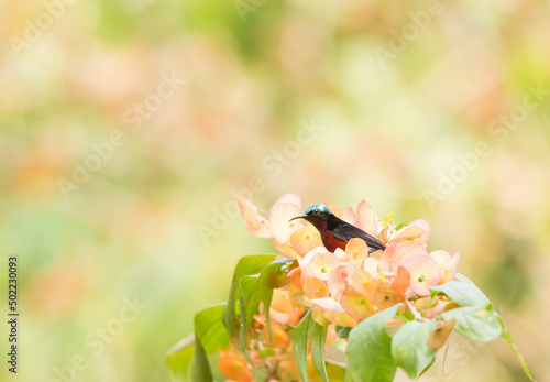 Van Hasselt’s Sunbird