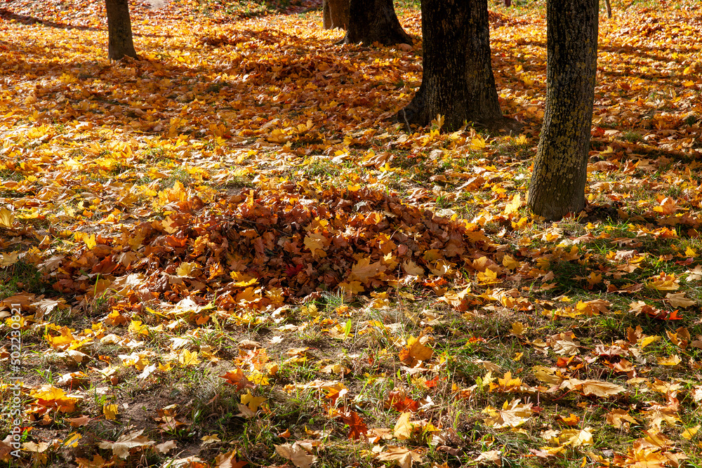fallen foliage in autumn during leaf fall in cloudy weather